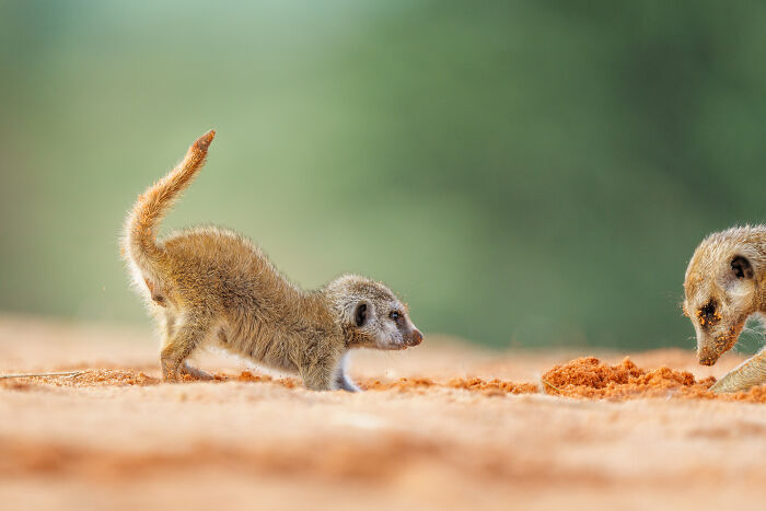 I Spent Way Too Much Time With Meerkats: Here Are 32 Hilarious Moments I Captured