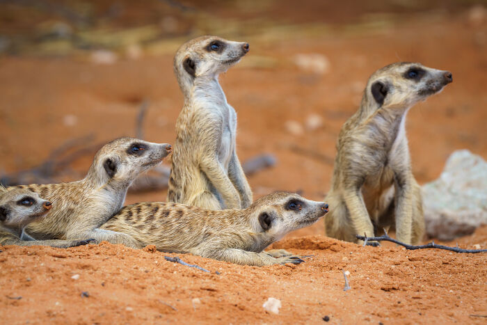 I Spent Way Too Much Time With Meerkats: Here Are 32 Hilarious Moments I Captured