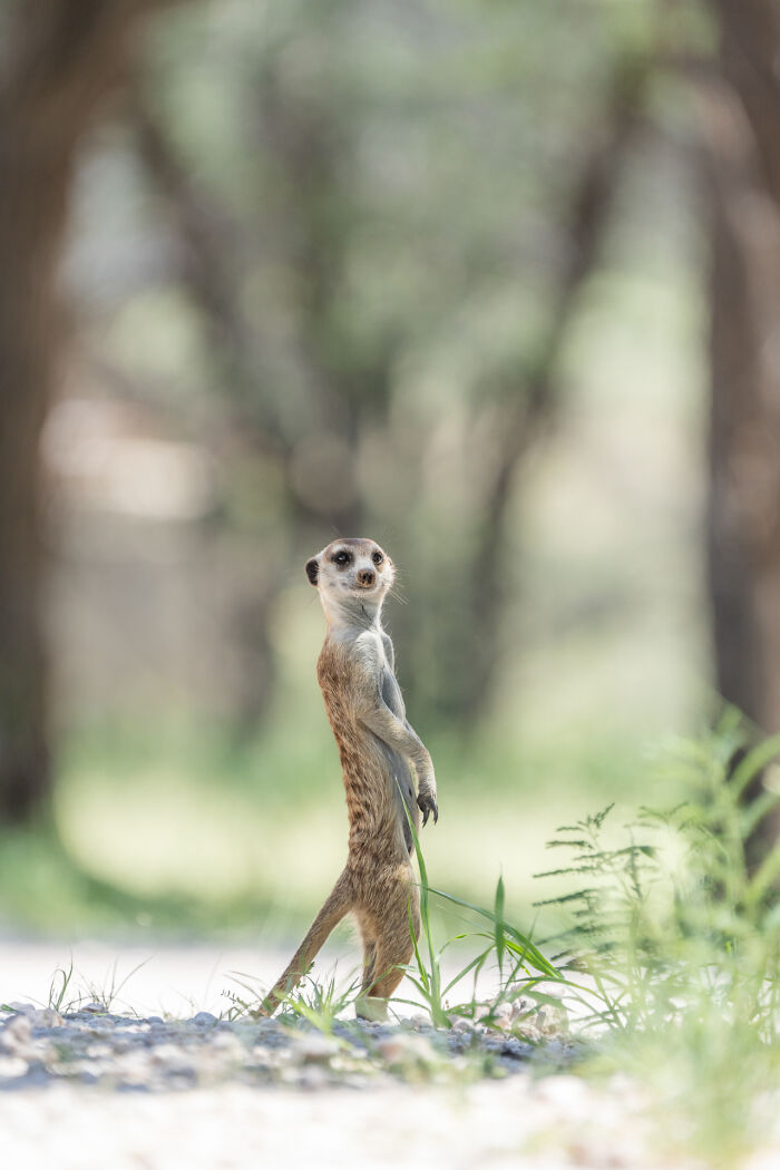 I Spent Way Too Much Time With Meerkats: Here Are 32 Hilarious Moments I Captured