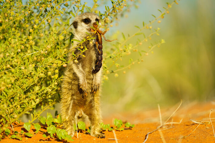 I Spent Way Too Much Time With Meerkats: Here Are 32 Hilarious Moments I Captured
