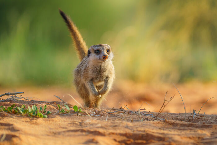 I Spent Way Too Much Time With Meerkats: Here Are 32 Hilarious Moments I Captured