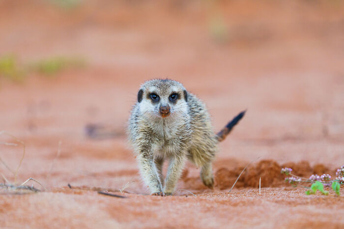 I Spent Way Too Much Time With Meerkats: Here Are 32 Hilarious Moments I Captured