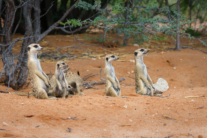 I Spent Way Too Much Time With Meerkats: Here Are 32 Hilarious Moments I Captured