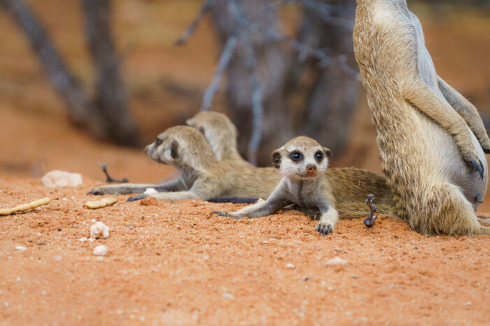 I Spent Way Too Much Time With Meerkats: Here Are 32 Hilarious Moments I Captured