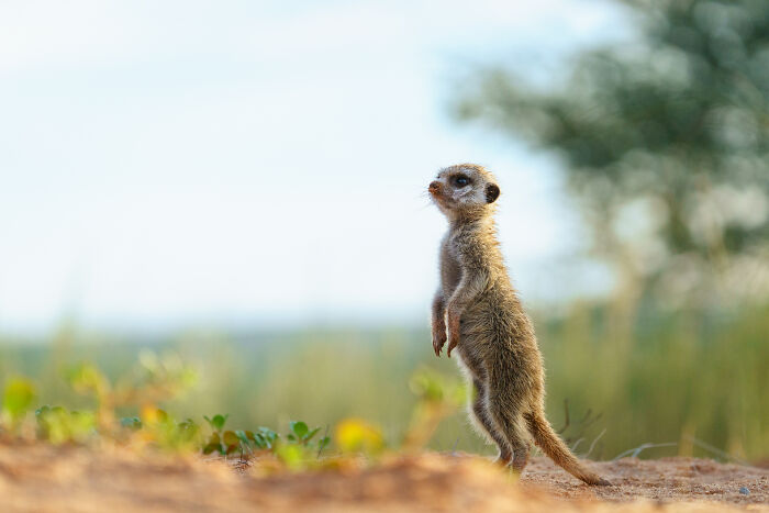 I Spent Way Too Much Time With Meerkats: Here Are 32 Hilarious Moments I Captured