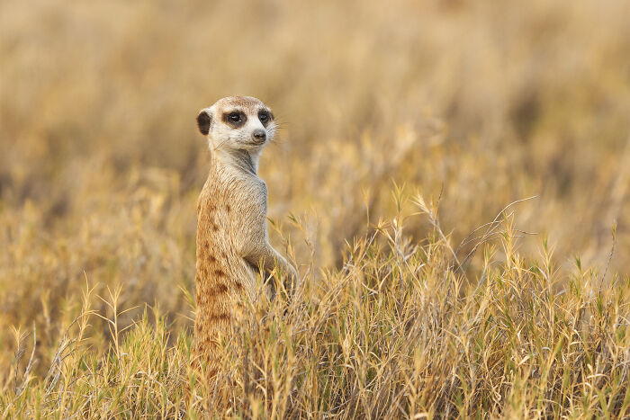 I Spent Way Too Much Time With Meerkats: Here Are 32 Hilarious Moments I Captured