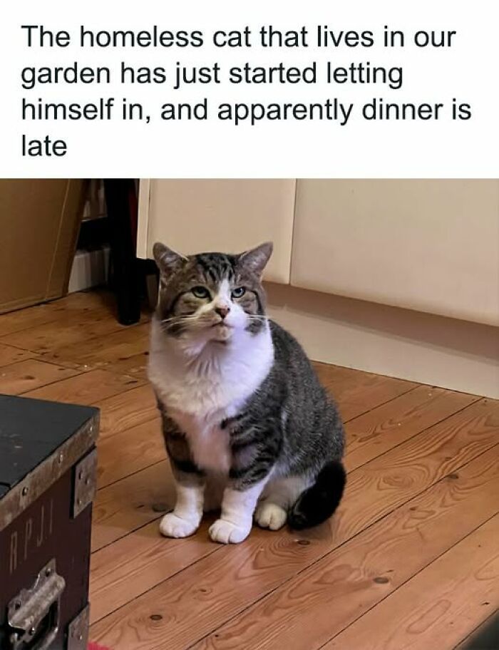 84 Times Cat Owners Caught Their Adorable Pets Behaving Like Jerks