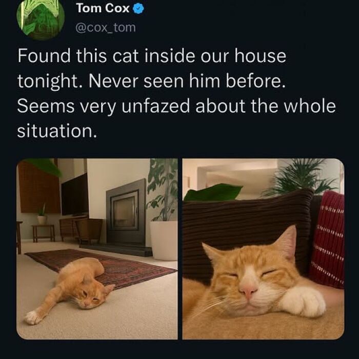 84 Times Cat Owners Caught Their Adorable Pets Behaving Like Jerks