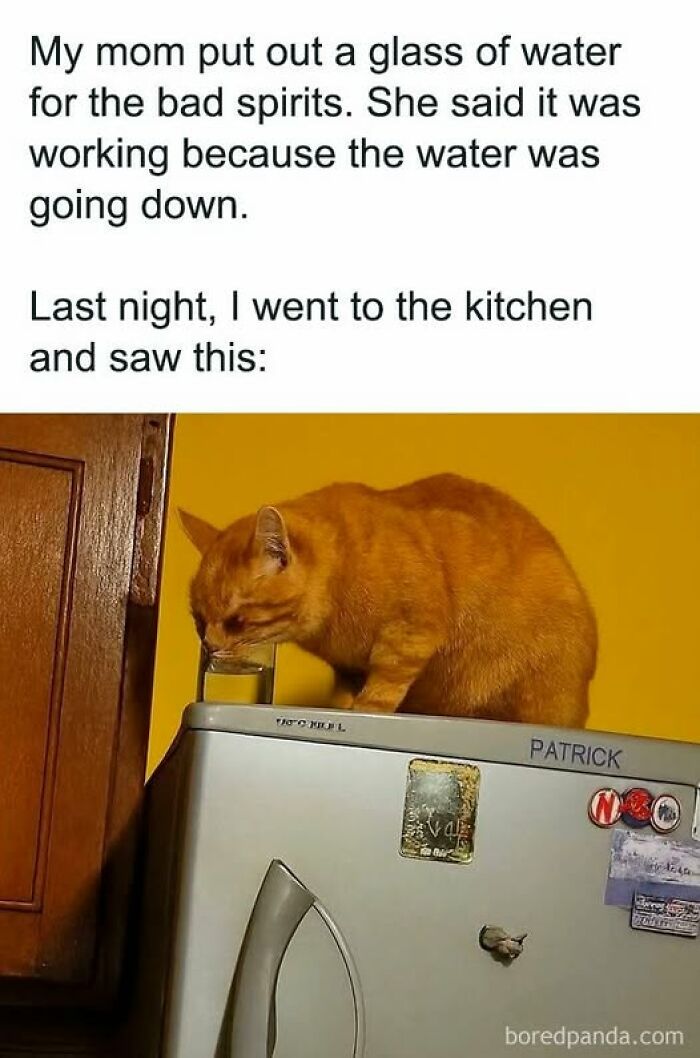 84 Times Cat Owners Caught Their Adorable Pets Behaving Like Jerks