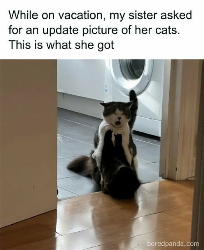 84 Times Cat Owners Caught Their Adorable Pets Behaving Like Jerks