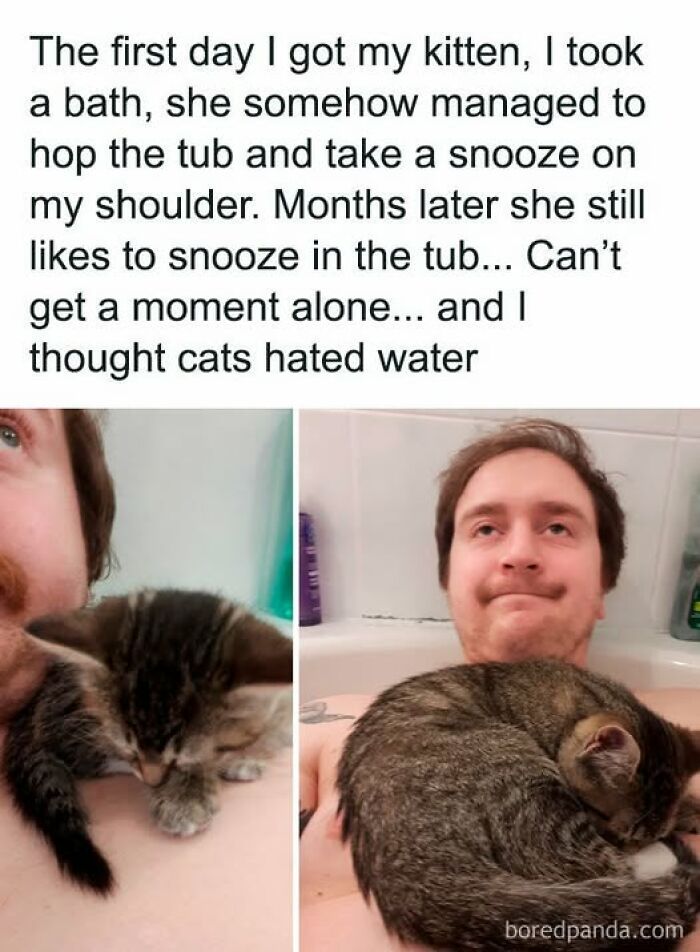 84 Times Cat Owners Caught Their Adorable Pets Behaving Like Jerks