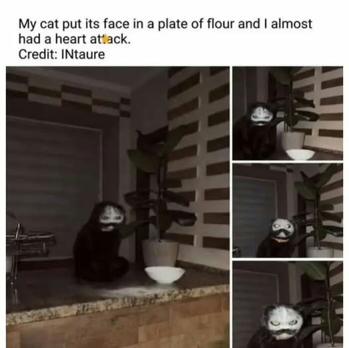 84 Times Cat Owners Caught Their Adorable Pets Behaving Like Jerks