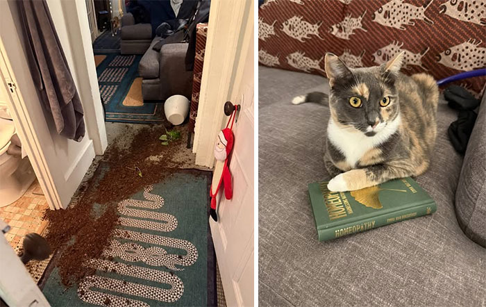 84 Times Cat Owners Caught Their Adorable Pets Behaving Like Jerks