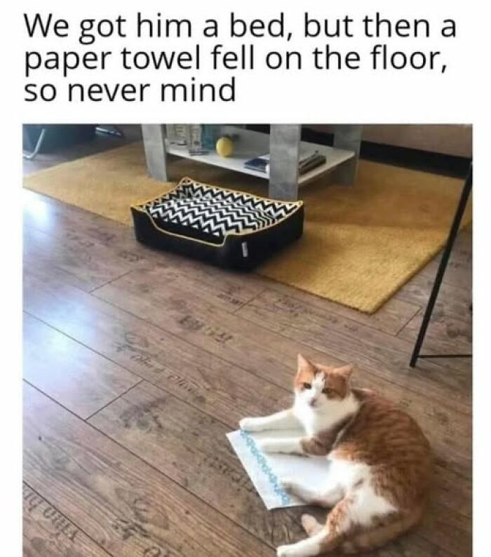 84 Times Cat Owners Caught Their Adorable Pets Behaving Like Jerks