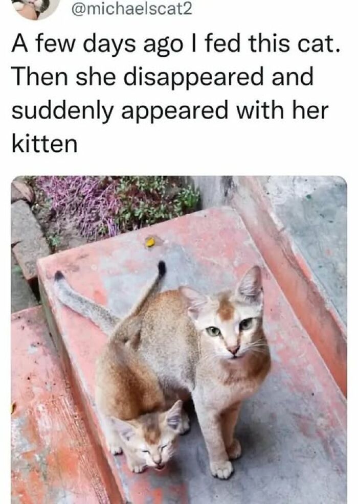 84 Times Cat Owners Caught Their Adorable Pets Behaving Like Jerks