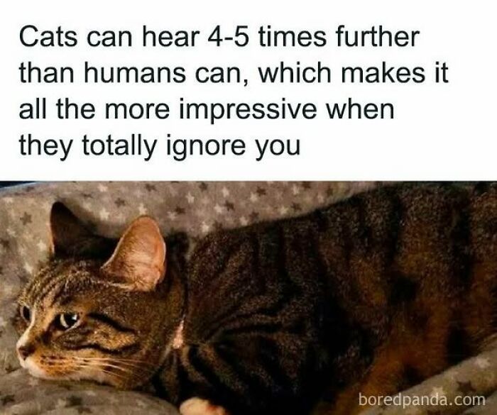 84 Times Cat Owners Caught Their Adorable Pets Behaving Like Jerks