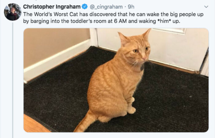 84 Times Cat Owners Caught Their Adorable Pets Behaving Like Jerks