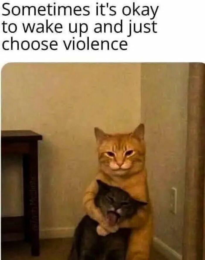 84 Times Cat Owners Caught Their Adorable Pets Behaving Like Jerks