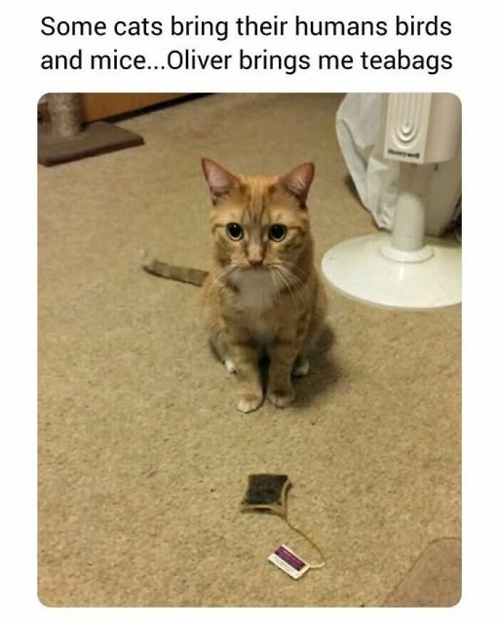 84 Times Cat Owners Caught Their Adorable Pets Behaving Like Jerks