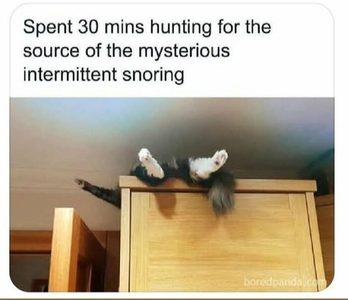 84 Times Cat Owners Caught Their Adorable Pets Behaving Like Jerks