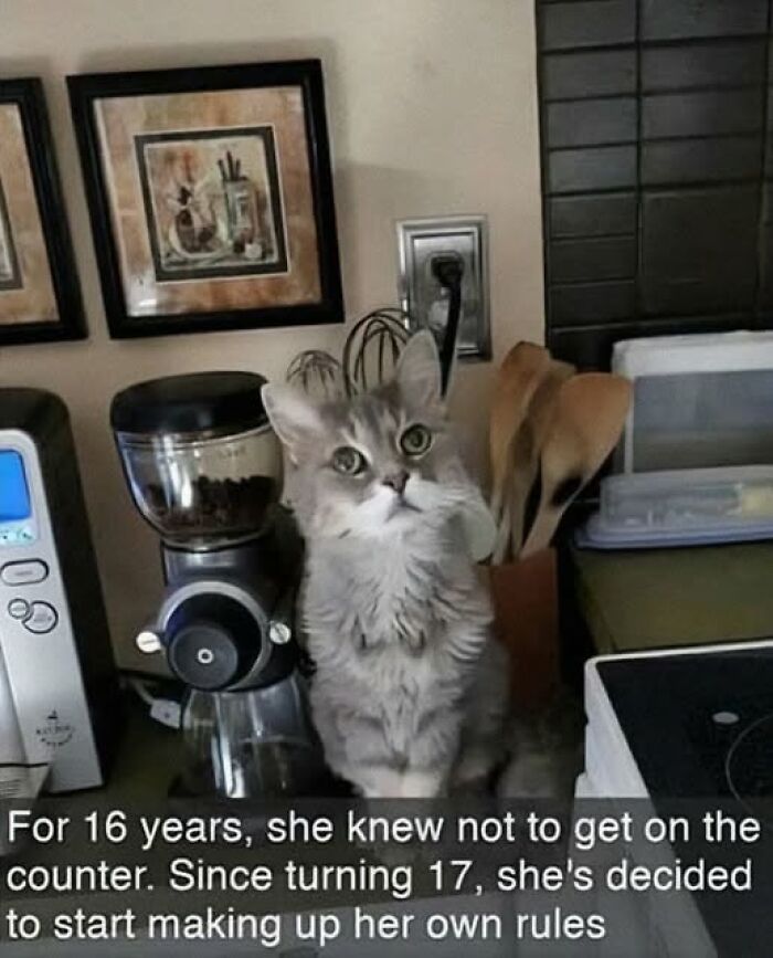 84 Times Cat Owners Caught Their Adorable Pets Behaving Like Jerks