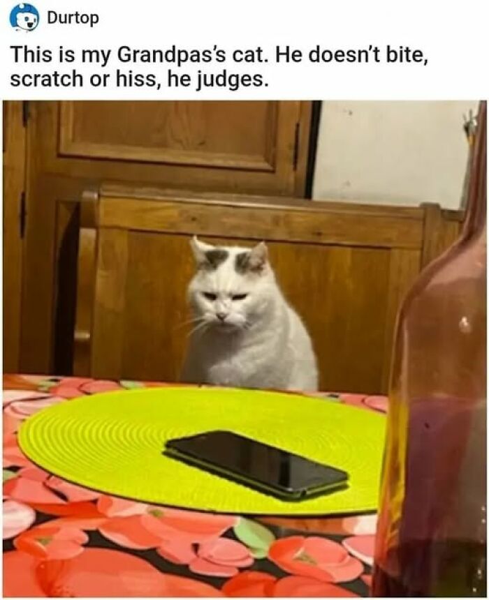 84 Times Cat Owners Caught Their Adorable Pets Behaving Like Jerks