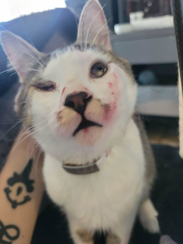 84 Times Cat Owners Caught Their Adorable Pets Behaving Like Jerks