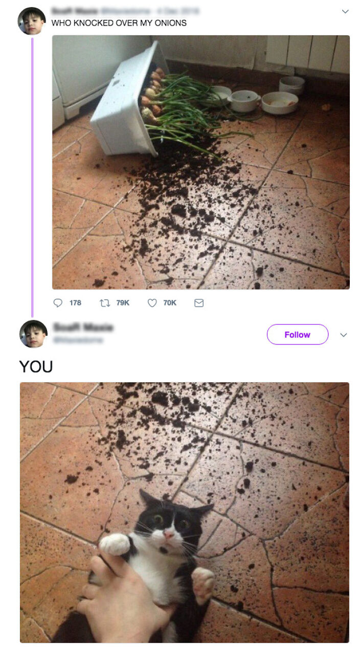 84 Times Cat Owners Caught Their Adorable Pets Behaving Like Jerks