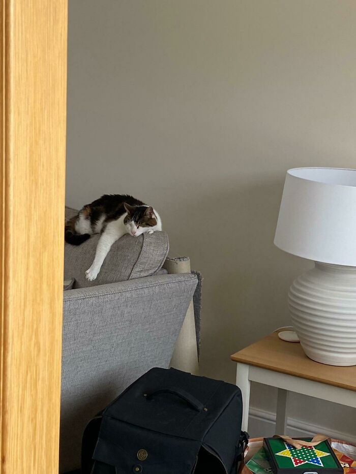 84 Times Cat Owners Caught Their Adorable Pets Behaving Like Jerks
