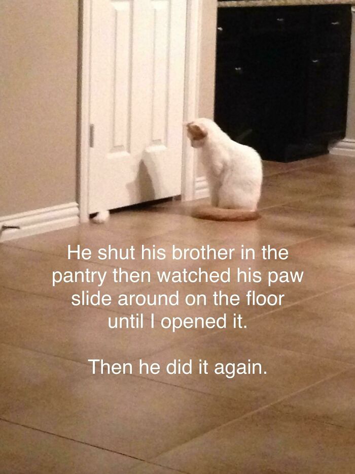 84 Times Cat Owners Caught Their Adorable Pets Behaving Like Jerks