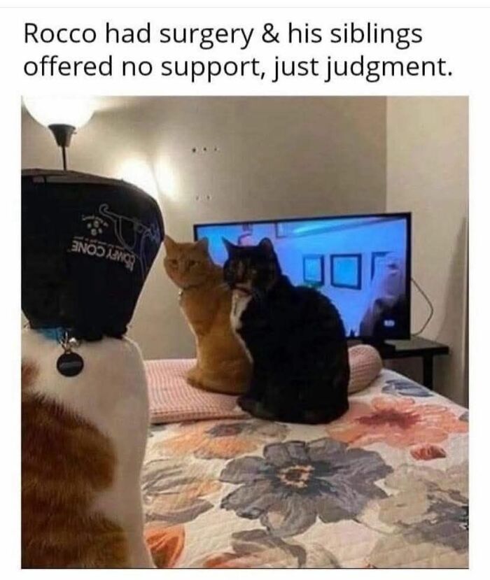 84 Times Cat Owners Caught Their Adorable Pets Behaving Like Jerks