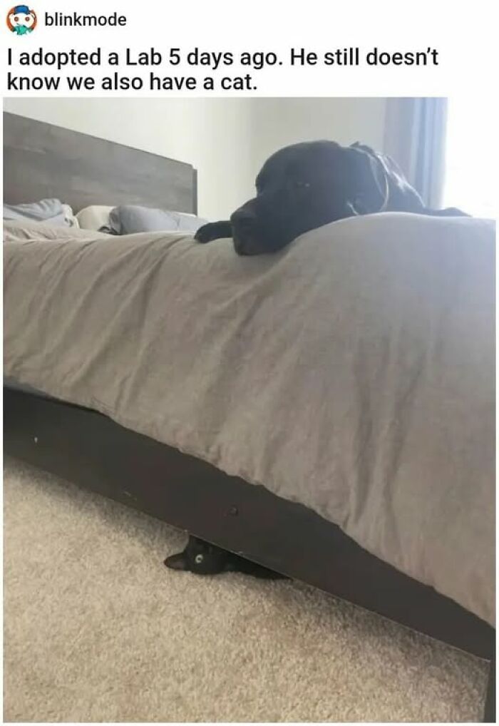 84 Times Cat Owners Caught Their Adorable Pets Behaving Like Jerks