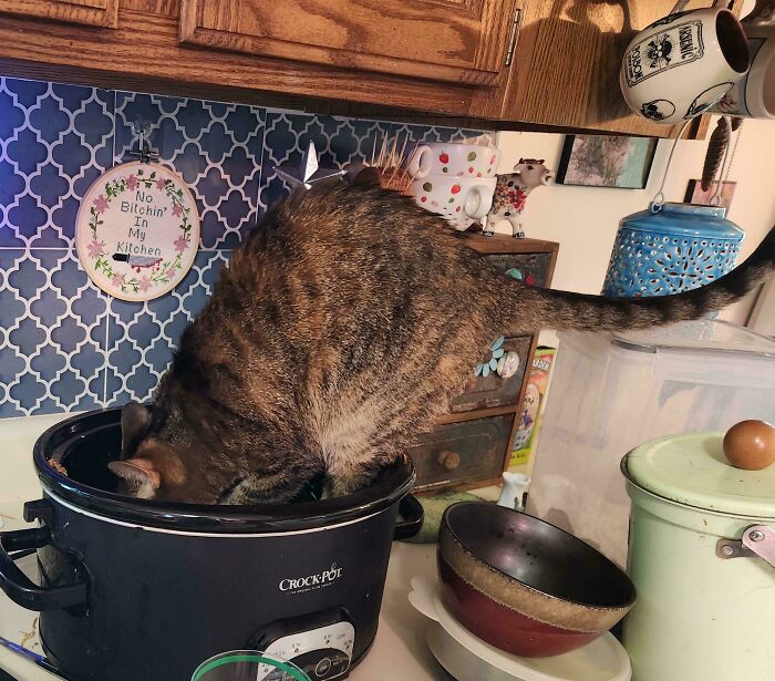 89 Sneaky Pets Who Tried To Steal Food But Got Busted (New Pics)