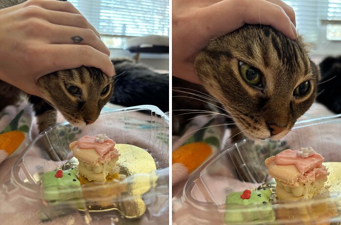 89 Sneaky Pets Who Tried To Steal Food But Got Busted (New Pics)