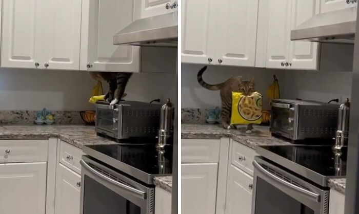 89 Sneaky Pets Who Tried To Steal Food But Got Busted (New Pics)