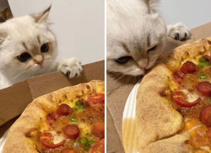 89 Sneaky Pets Who Tried To Steal Food But Got Busted (New Pics)