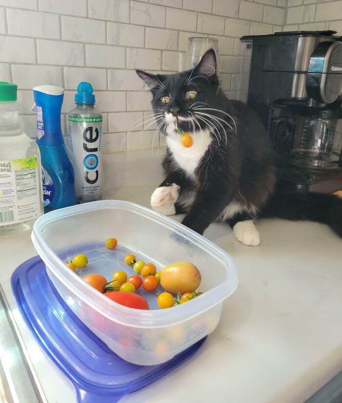 89 Sneaky Pets Who Tried To Steal Food But Got Busted (New Pics)