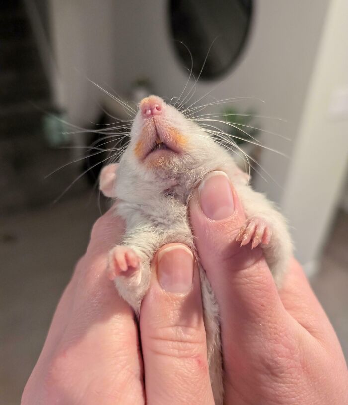 89 Sneaky Pets Who Tried To Steal Food But Got Busted (New Pics)