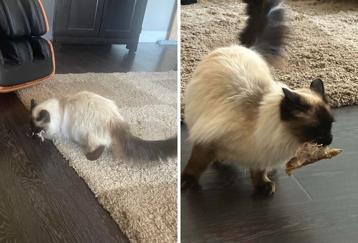 89 Sneaky Pets Who Tried To Steal Food But Got Busted (New Pics)