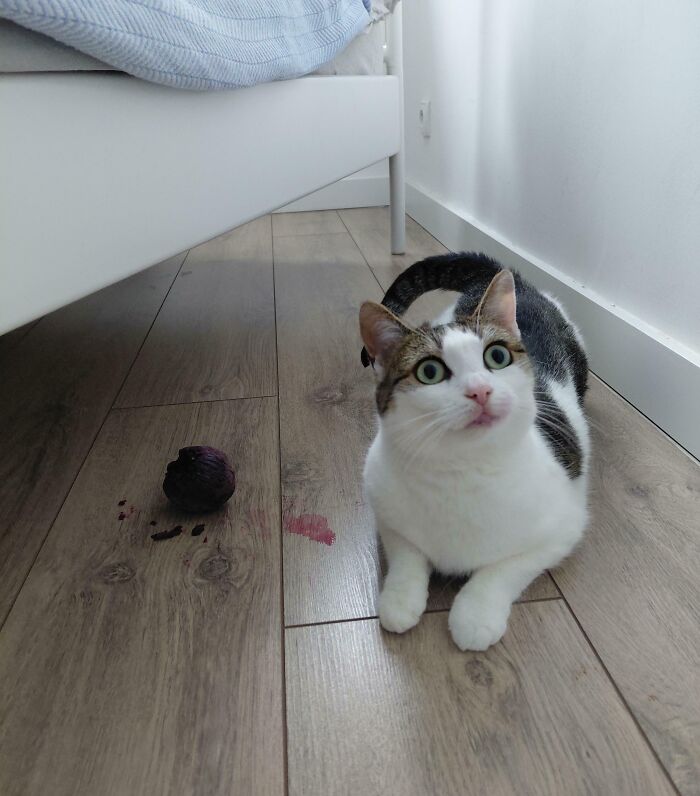 89 Sneaky Pets Who Tried To Steal Food But Got Busted (New Pics)