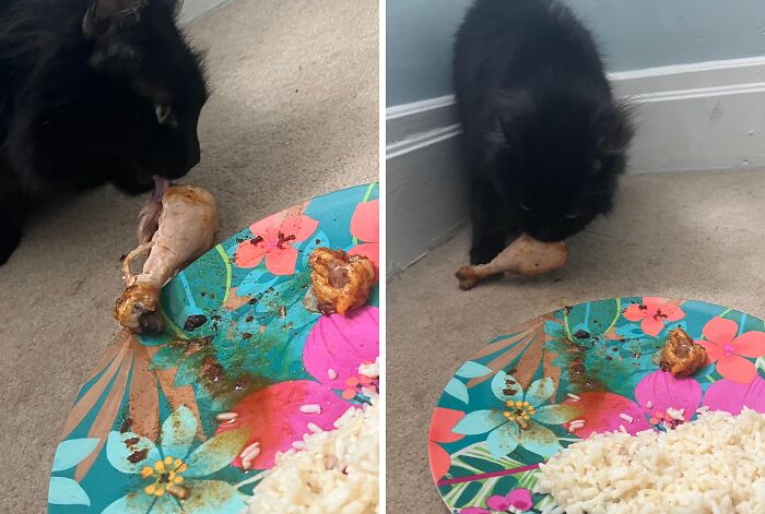 89 Sneaky Pets Who Tried To Steal Food But Got Busted (New Pics)