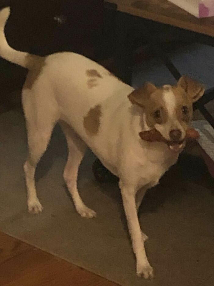 89 Sneaky Pets Who Tried To Steal Food But Got Busted (New Pics)