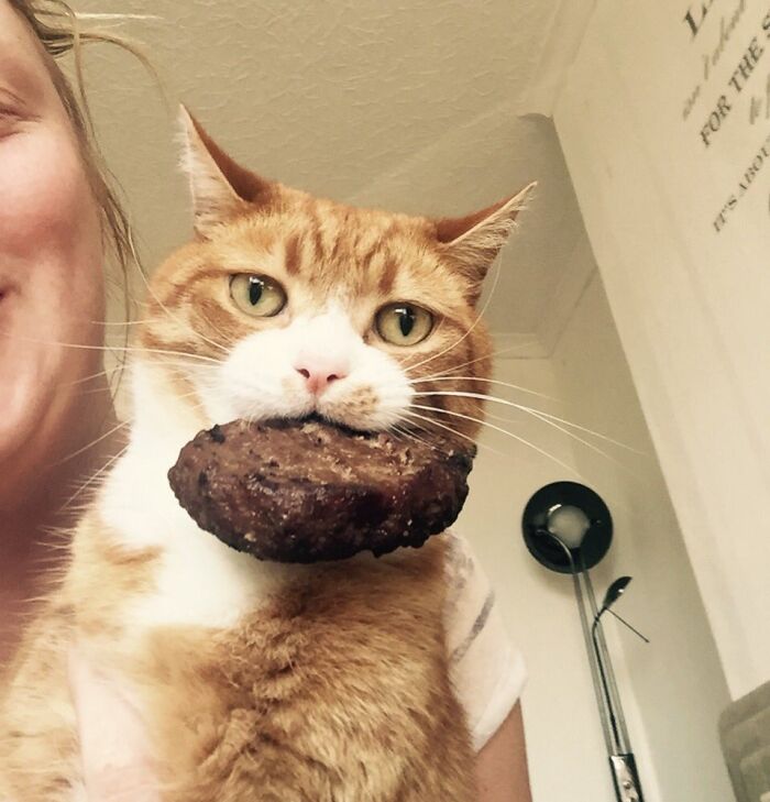 89 Sneaky Pets Who Tried To Steal Food But Got Busted (New Pics)