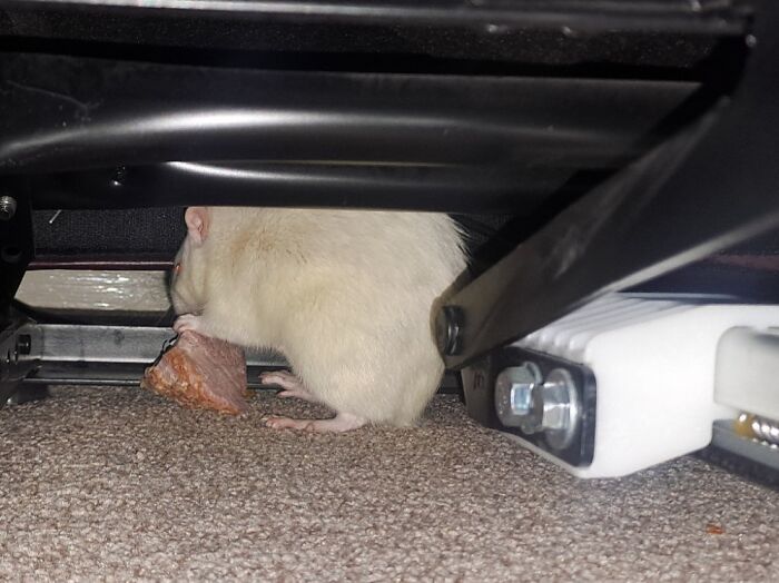 89 Sneaky Pets Who Tried To Steal Food But Got Busted (New Pics)