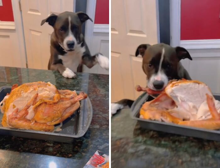 89 Sneaky Pets Who Tried To Steal Food But Got Busted (New Pics)