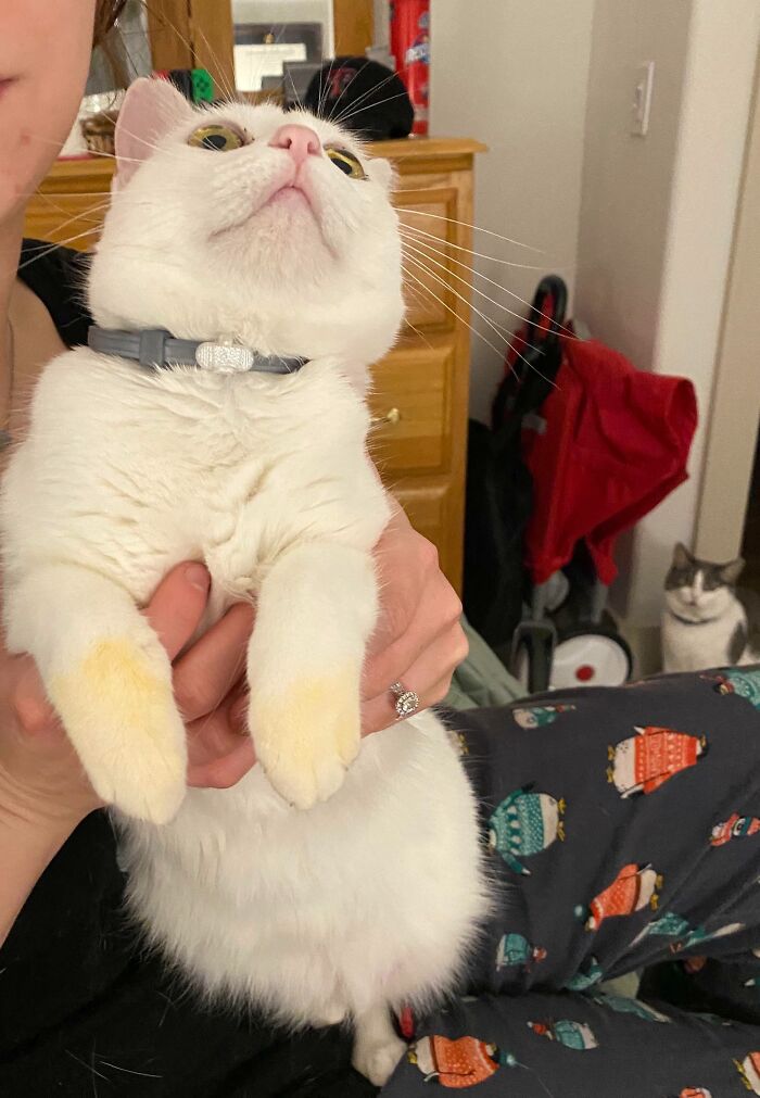 89 Sneaky Pets Who Tried To Steal Food But Got Busted (New Pics)