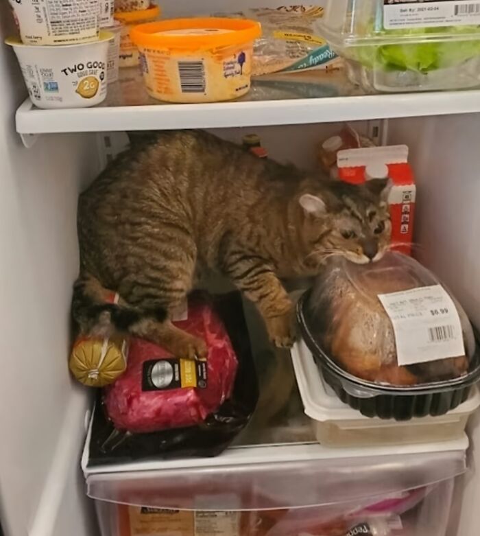 89 Sneaky Pets Who Tried To Steal Food But Got Busted (New Pics)