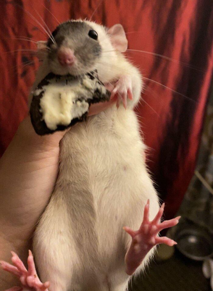 89 Sneaky Pets Who Tried To Steal Food But Got Busted (New Pics)