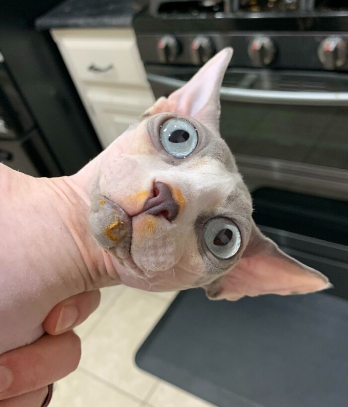 89 Sneaky Pets Who Tried To Steal Food But Got Busted (New Pics)