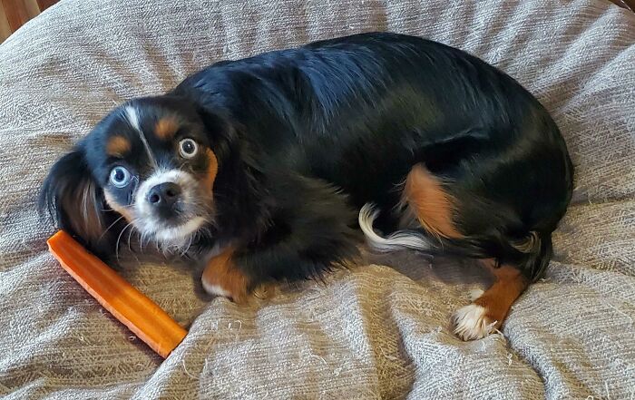 89 Sneaky Pets Who Tried To Steal Food But Got Busted (New Pics)